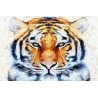 Tigris Poszter 050