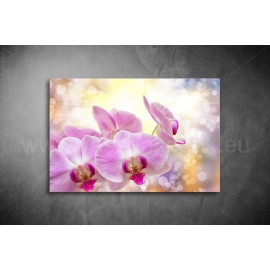 Orchidea Poszter 019