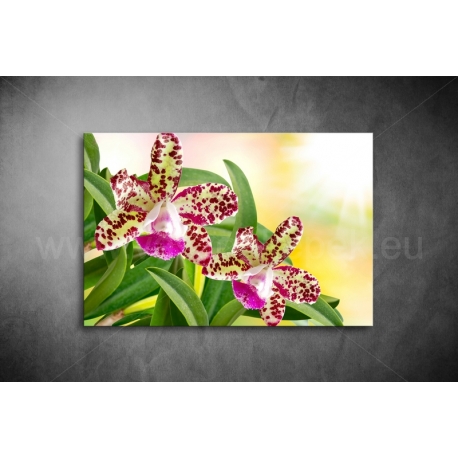 Orchidea Poszter 024