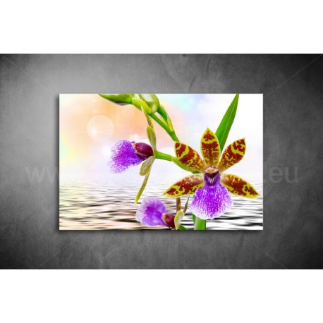 Orchidea Poszter 039