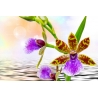 Orchidea Poszter 039