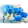 Kék Orchidea Poszter 041