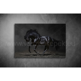 Fekete Ló Poszter 022