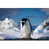 Pingvines Poszter 062