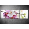 Többrészes Orchidea poszter 012 - (választható formák)