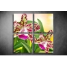 Többrészes Orchidea poszter 024 - (választható formák)